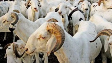 Photo of VIE CHÈRE ET COÛT EXORBITANT DES MOUTONS A BAMAKO