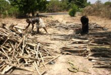 Photo of DÉFORESTATION, CHANGEMENTS CLIMATIQUES ET EXPLOITATION ANARCHIQUE DES RESSOURCES …