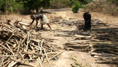 Photo of DÉFORESTATION, CHANGEMENTS CLIMATIQUES ET EXPLOITATION ANARCHIQUE DES RESSOURCES …